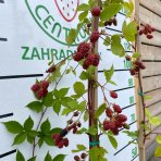 Černica nepichľavá - beztŕňová (Rubus fruticosus) ´BLACK SATIN´ - skorá, výška 20-30 cm, kont.C2L